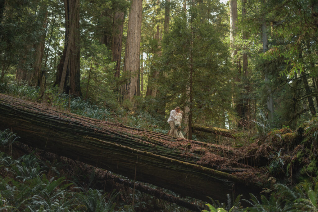 A bride and groom standing on a fallen tree in the middle of a lush, green forest with towering redwood trees, creating a magical and intimate destination wedding moment.