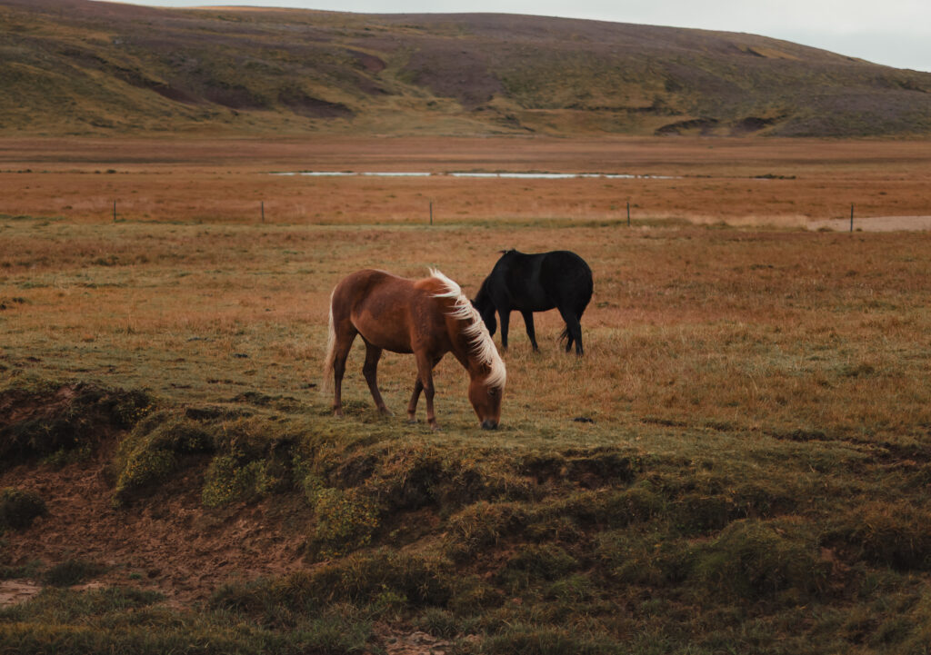 Icelandic horses grazing in autumn fields near Vík | Kollar Photography